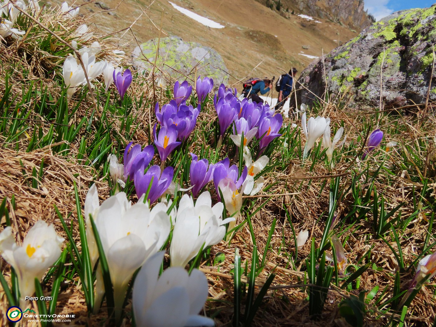 71 Crocus bianchi e violetti.JPG